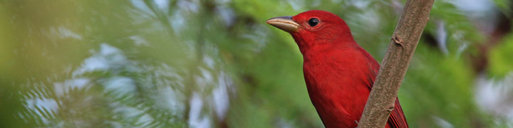 Summer Tanager © Ian Davies