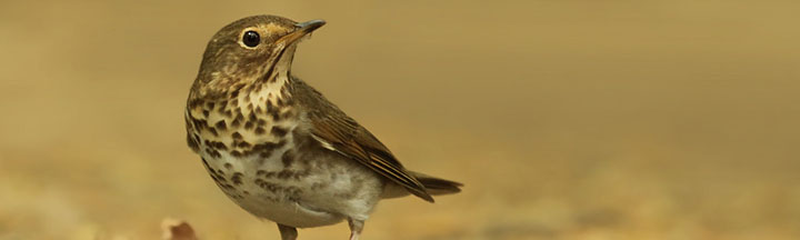 Swainson's Thrush © Ryan Schain