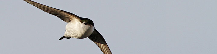 Violet-green Swallow © Ian Davies