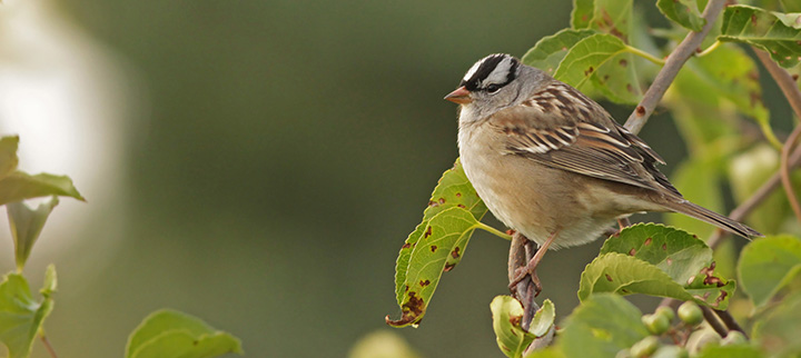 White-crowned Sparrow © Ian Davies