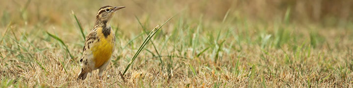 Western Meadowlark © Ryan Schain