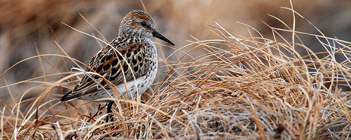 Western Sandpiper © Ian Davies