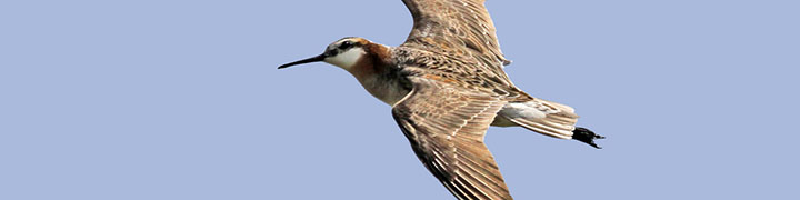 Wilson's Phalarope © Ryan Schain