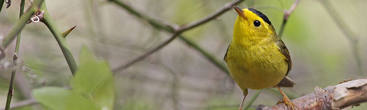 Wilson's Warbler © Ian Davies