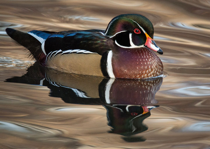 Wood Duck