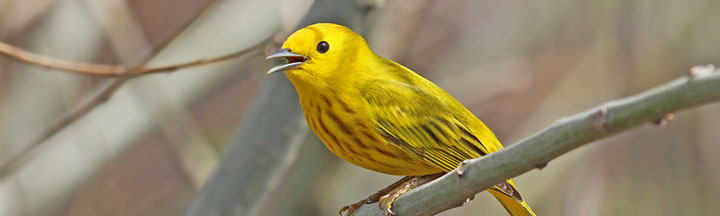 Yellow Warbler © Ryan Schain