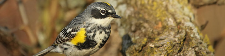 Yellow-rumped Warbler © Ryan Schain