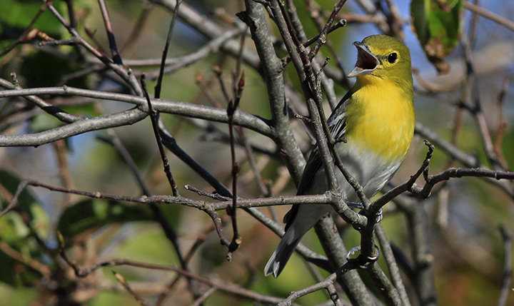 Yellow-throated Vireo © Ian Davies